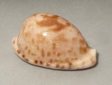 Meeresschnecke Cypraea
