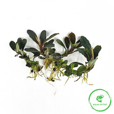 4x Bucephalandra kedagang