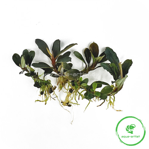 Bucephalandra kedagang - 4x,