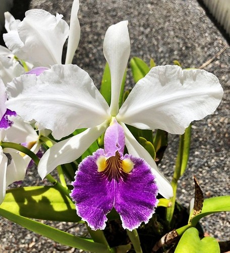 Cattleya eleanor var - eleanor, coerulea