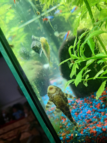 Juwel komplettaquarium - juwel,