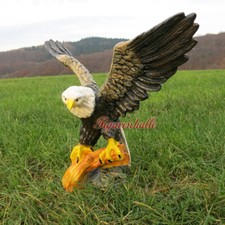 Adler Weißkopfadler Seeadler