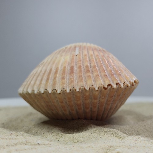 Maoricardium pseudolima
