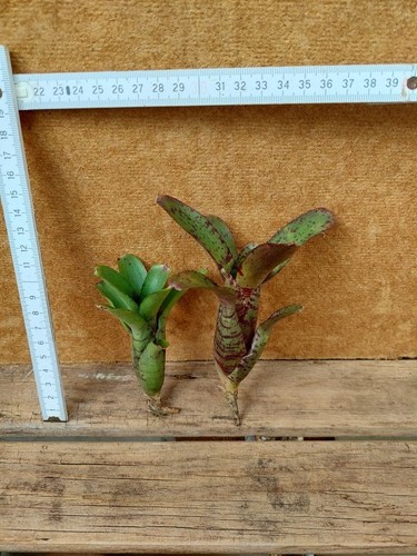 Bromelien sortiment 2 - sortiment,,