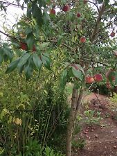 Winterharter Pfirsichbaum für den Garten : 2 Holz-Stecklinge & Wurzelpulver ....