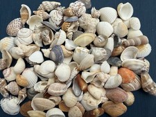 Deko Muscheln & Schnecken –