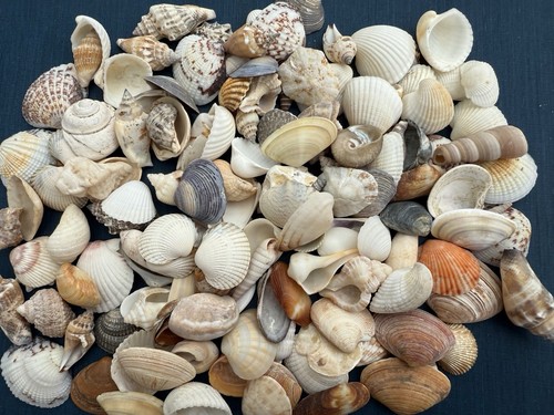 Muscheln schnecken mix 50 - muscheln,