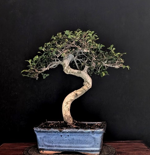Bonsai chinesische ulme - ulme, ulmus