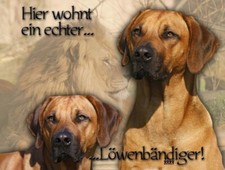 Rhodesian ridgeback - rhodesian,