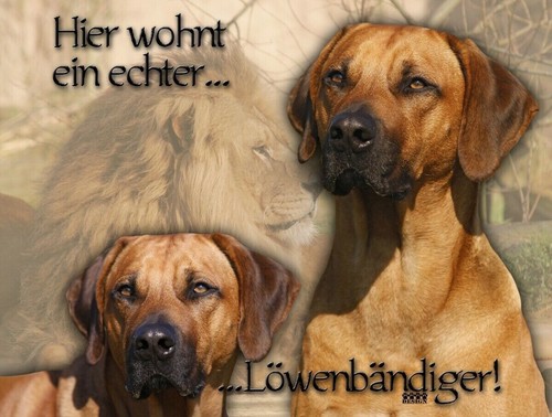 Rhodesian ridgeback - rhodesian,