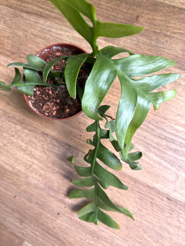 Epiphyllum chrysocardium - ,