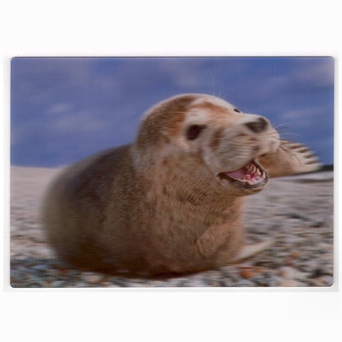 Postcard animals seal - animals, 3d