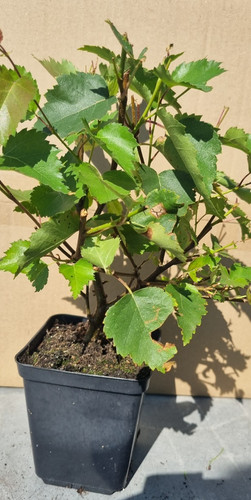 Pre bonsai birkenbaum - ,