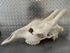 NEU Giraffen Schädel Giraffe