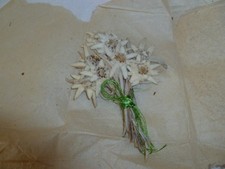 Edelweiss gepresst und