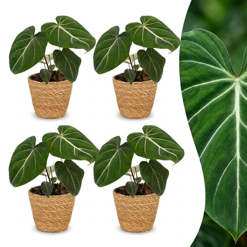 Philodendron gloriosum - gloriosum,
