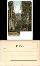 Ansichtskarte Eisenach Durchblick von der Hohen Sonne - Rehe 1904
