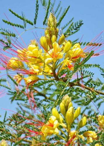 Paradiesvogelbusch - 🌺,