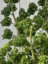 RARITÄT Pelargonium