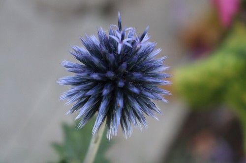 Kugeldisteln echinops 15 - echinops,