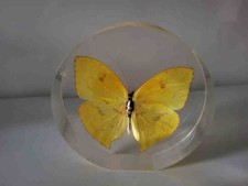 Schmetterling in Kunstharz /
