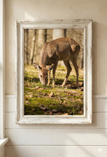 Reh grasend Wandkunstdruck