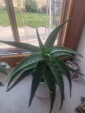 Aloe vera burm echte - (l.),