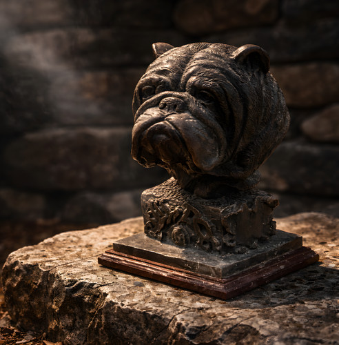 Bulldog bulldogge bronze - bulldog,