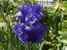 Schwertlilie / Iris " Jean