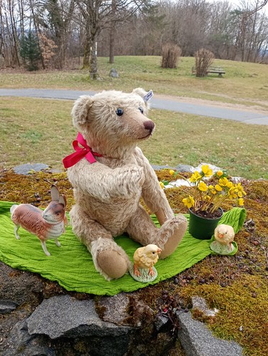 Steiff 403170 teddybär - steiff, 1908