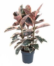 Gummibaum Ficus Elastica