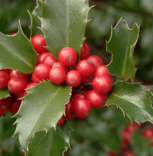 Fruchtende stechpalme ilex - fruchtende,