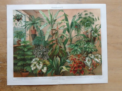 Orig chromolithographie - orig.(1908),