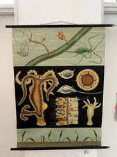 Lehrtafel Poster Schulwandkarte Vintage Süßwasserpolyp Jung & Koch