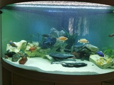 Eckaquarium von Juwel 350L mit Unterschrank, ohne Fische / Preis VB