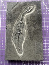 Keichousaurus sp. aus China -