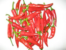 Mittel scharfe Chilli rot, Samen Saatgut, Chili, Pepperoni