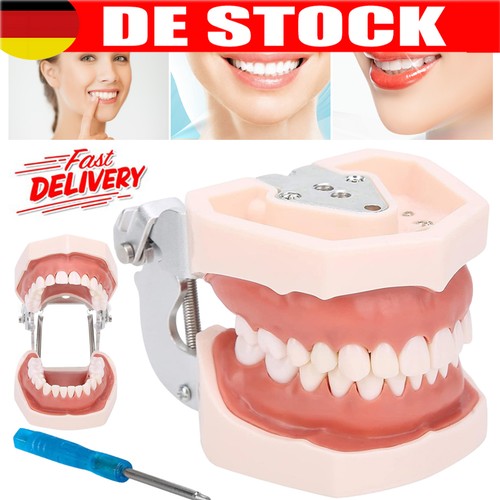 Zahnlehrmodell