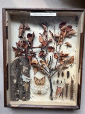 Antiker Schaukasten Lehrmodell