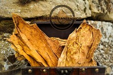 Tabakblätter ''Burley'' 5 Kg