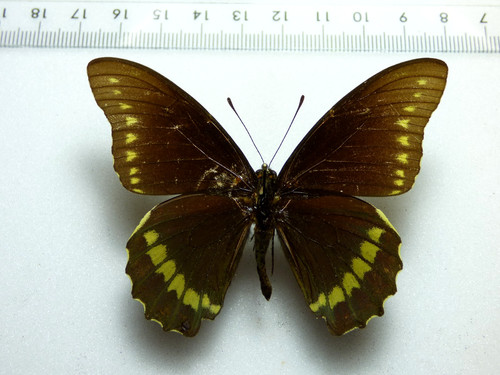Entomologie schmetterling - entomologie,,
