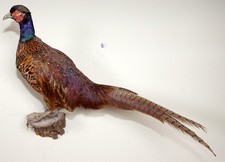 Schöner Jagdfasan Pheasant
