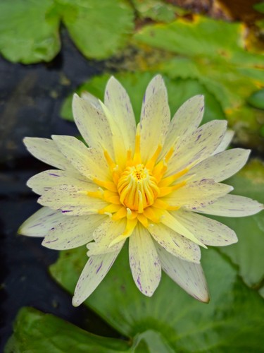 Tropische seerose suwanna - tropische, "suwanna