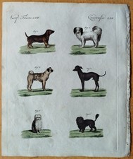 Dog Pug # Bertuch Original