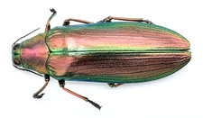 Buprestidae megaloxantha - buprestidae,,