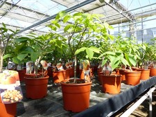 Kaki Baum Bonsai 50 - 60 cm