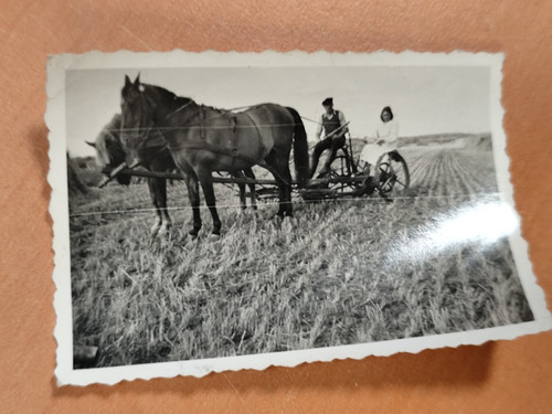 Foto pferd horse - pferd,