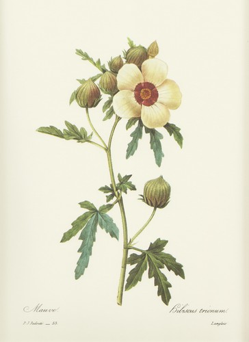 Stundeneibisch hibiscus - stundeneibisch,