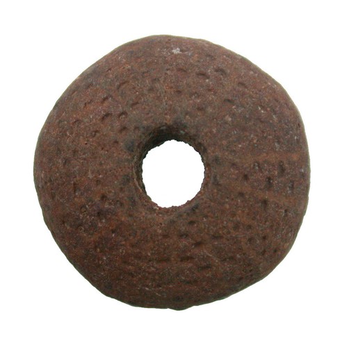 Miozän temnopleurus - miozän,