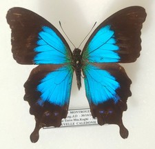 Papilio Montrouzieri männlich
